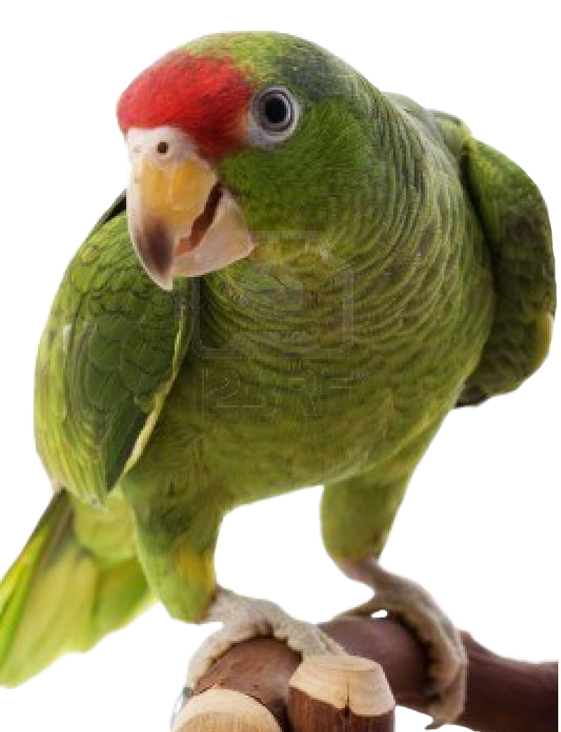 Parrot Transparent PNG Image