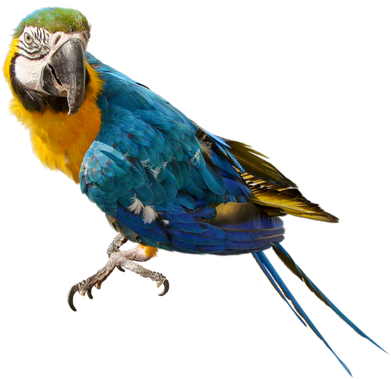 Parrot Free Download Png Transparent PNG Image