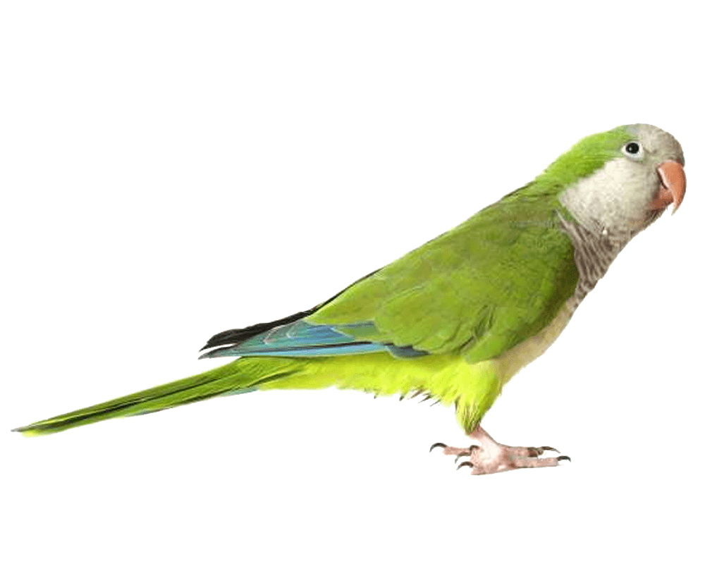 Green Parrot Png Images Download Transparent PNG Image