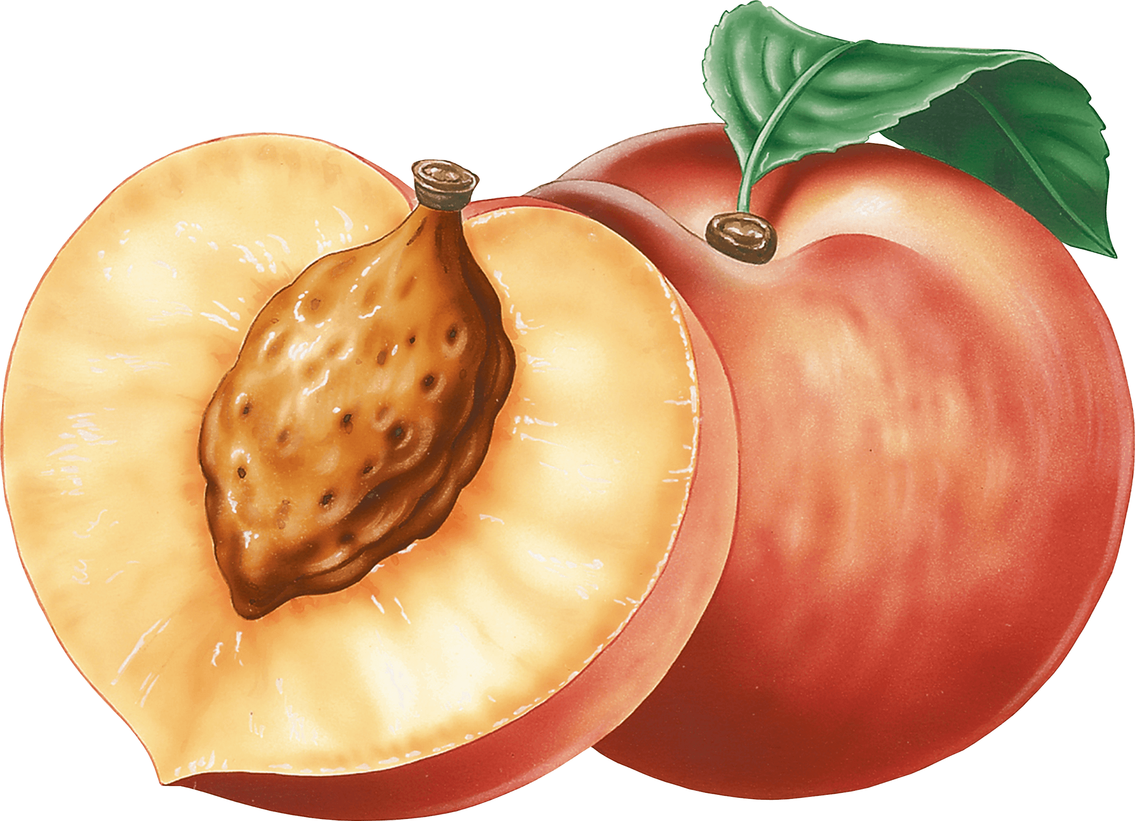 Peach Png Image Transparent PNG Image