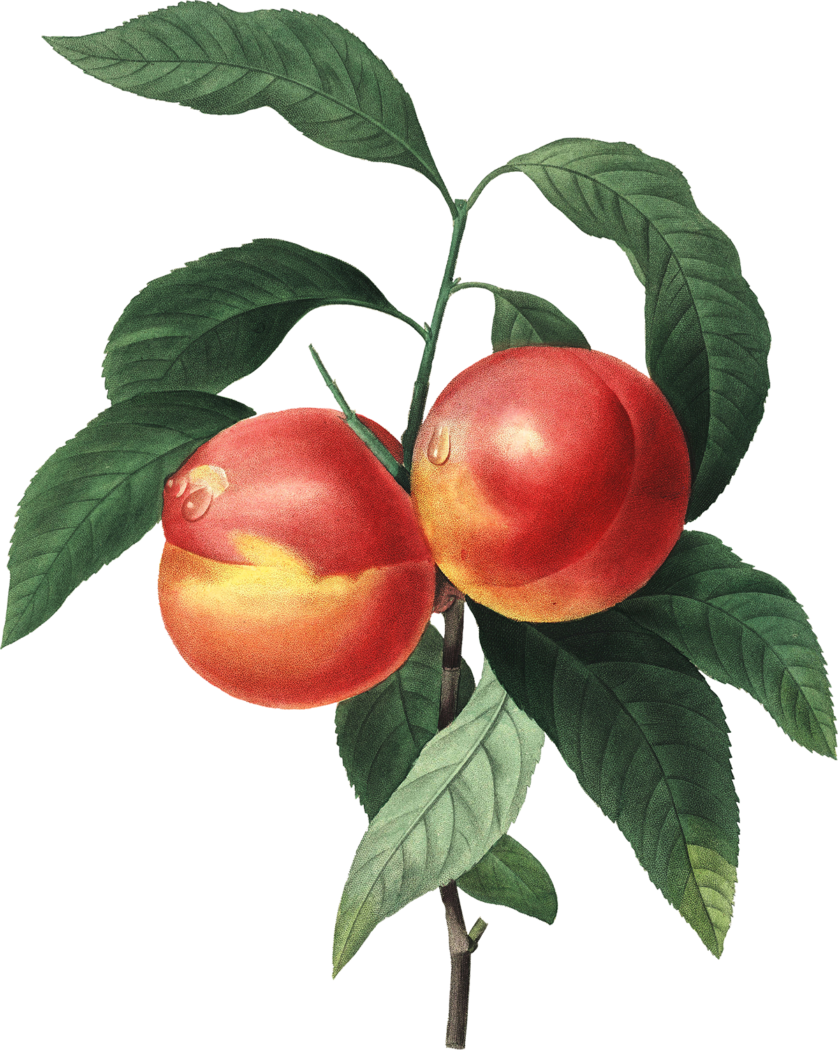 Natural Peach Printing Foods Fruit Art Transparent PNG Image