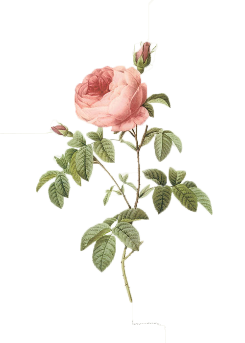 Pink 17591840 Plant Pierrejoseph Redoutxe9 Illustration Roses Transparent PNG Image