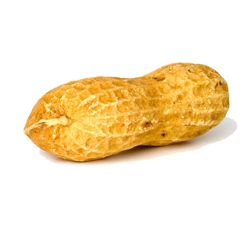 Peanut Picture Transparent PNG Image