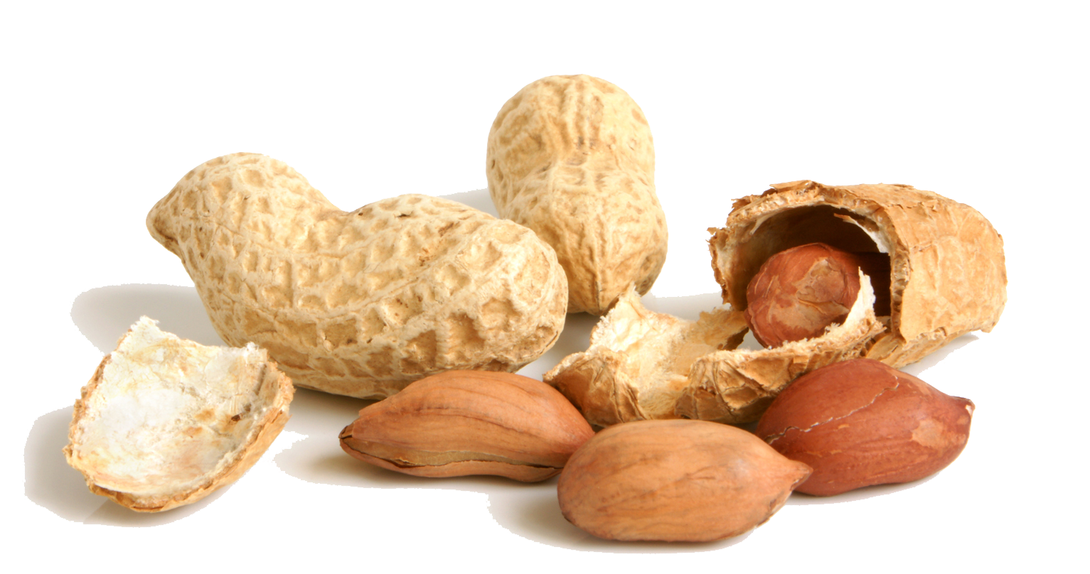 Peanut Png File Transparent PNG Image