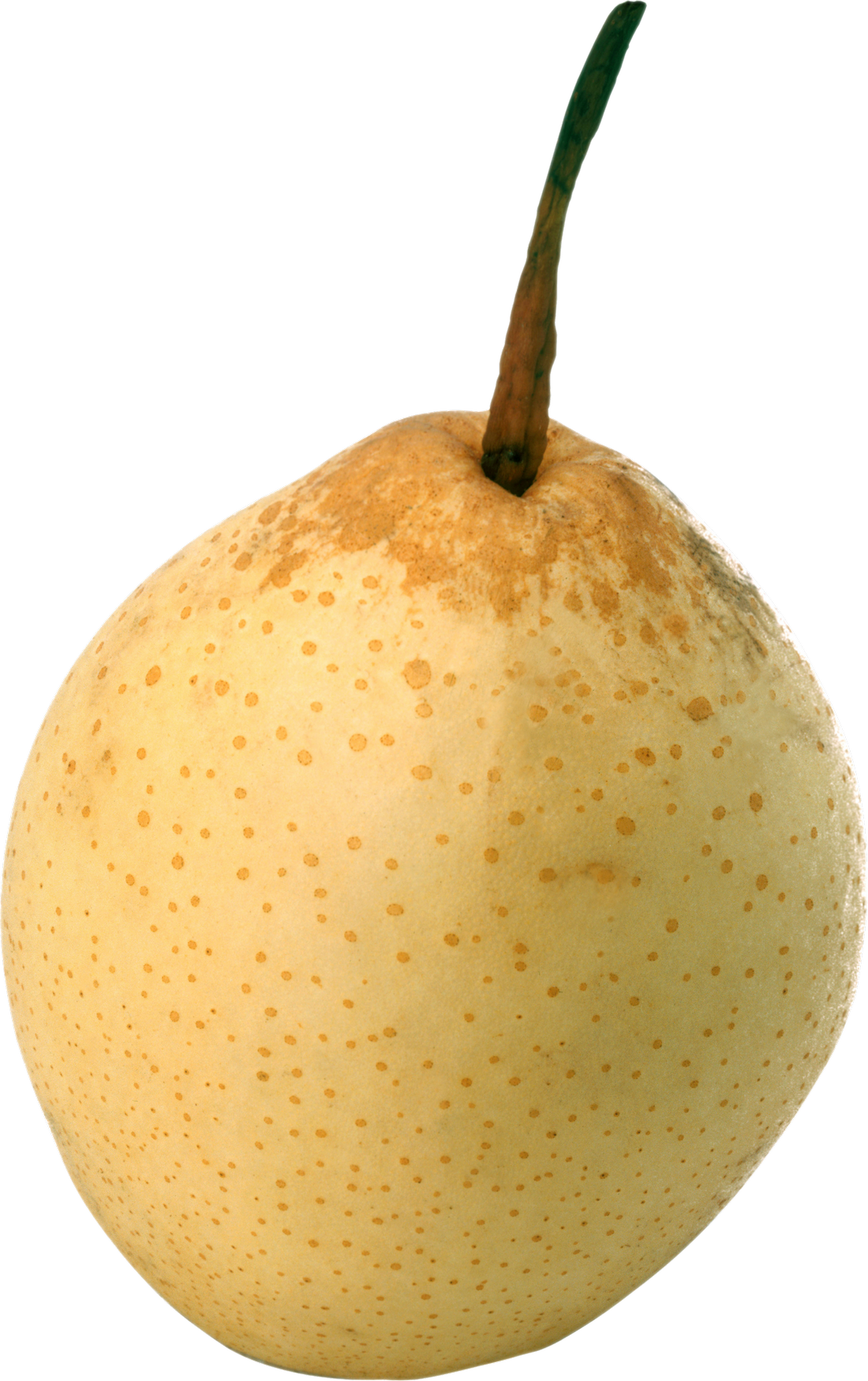 Pear Asian Free Download Image Transparent PNG Image