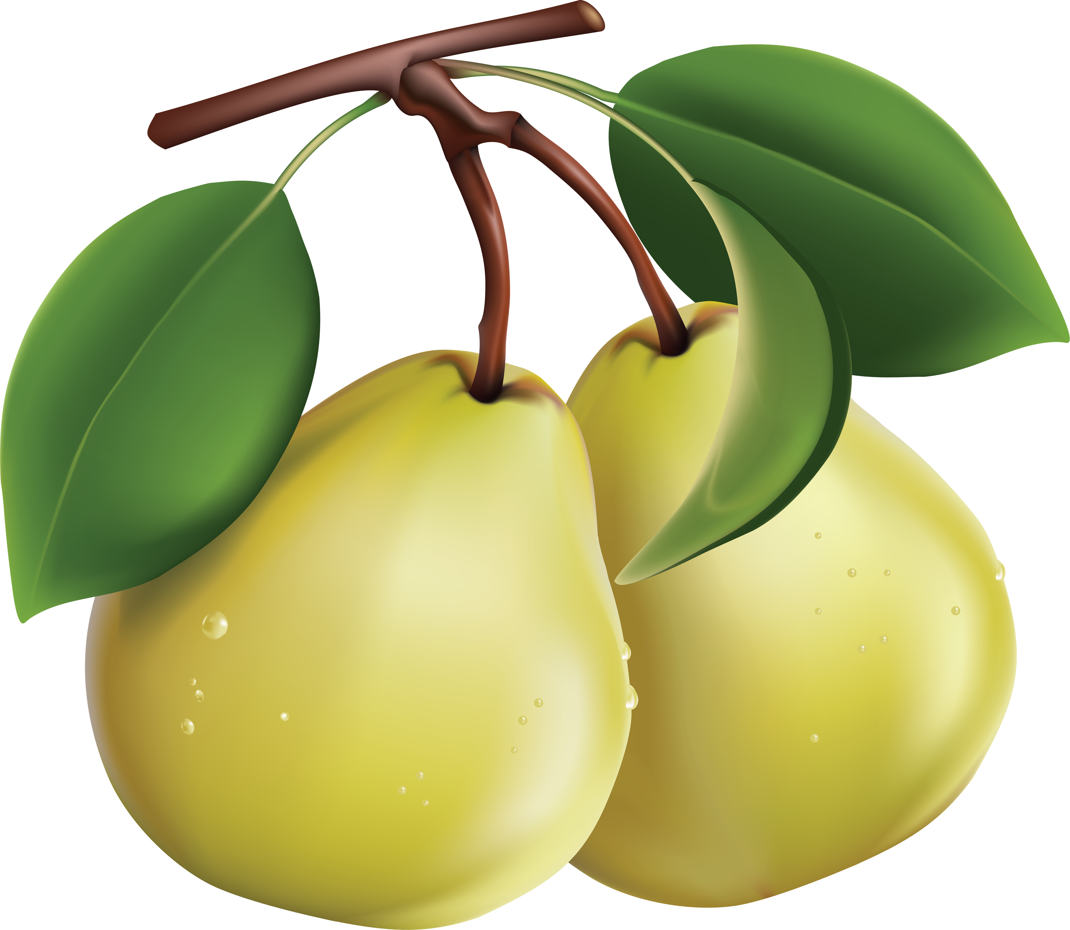 Fresh Green Pears Free Download Image Transparent PNG Image