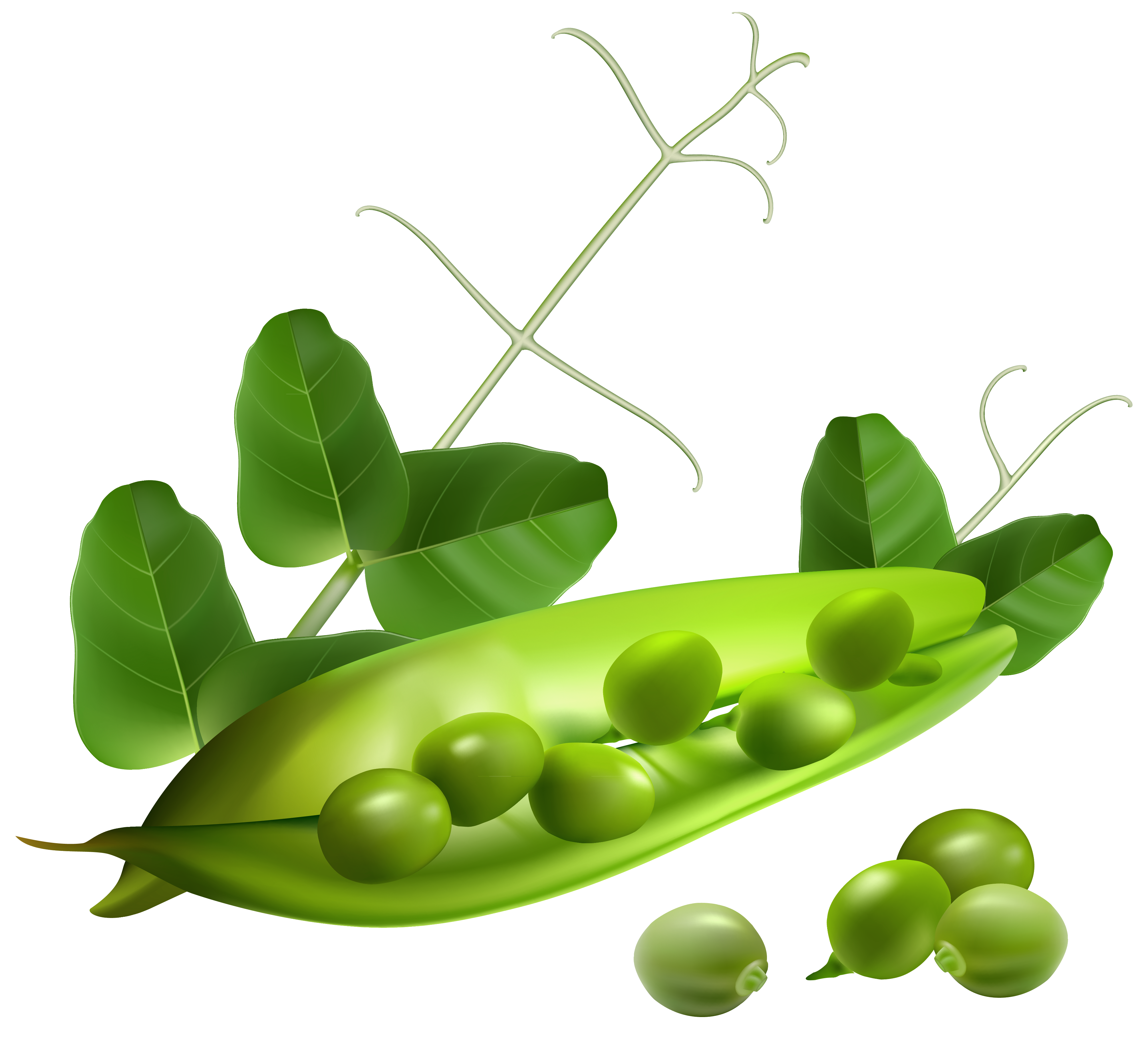 Fresh Green Pea Free HQ Image Transparent PNG Image