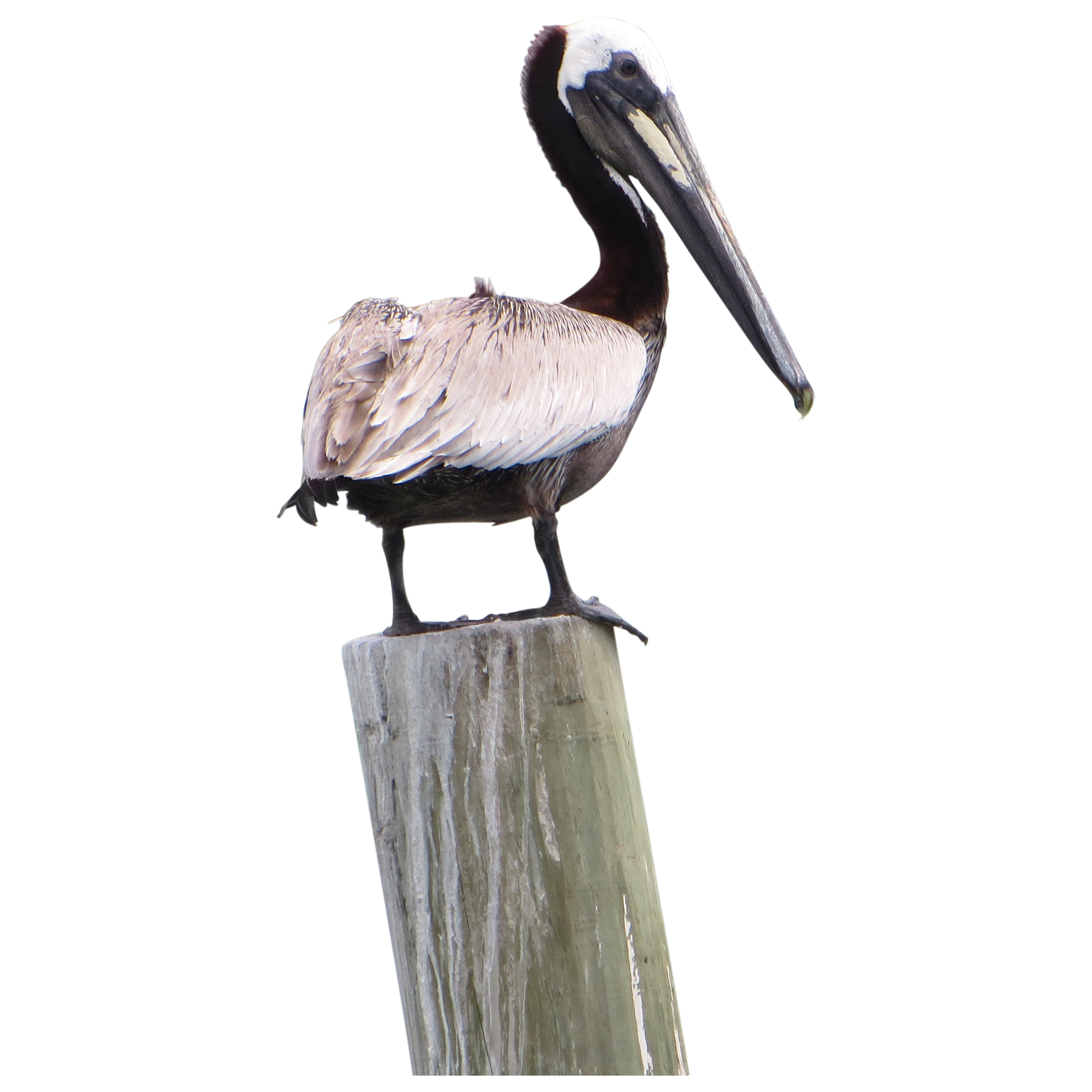 Pelican Png Pic Transparent PNG Image