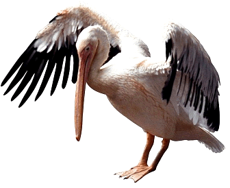 Pelican Transparent Transparent PNG Image