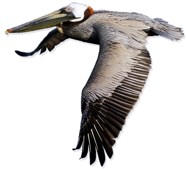 Pelican Free Png Image Transparent PNG Image