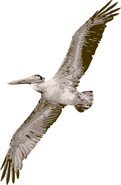 Pelican Picture Transparent PNG Image