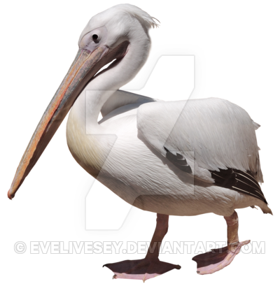 Pelican Png Picture Transparent PNG Image