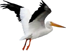 Pelican Free Download Png Transparent PNG Image