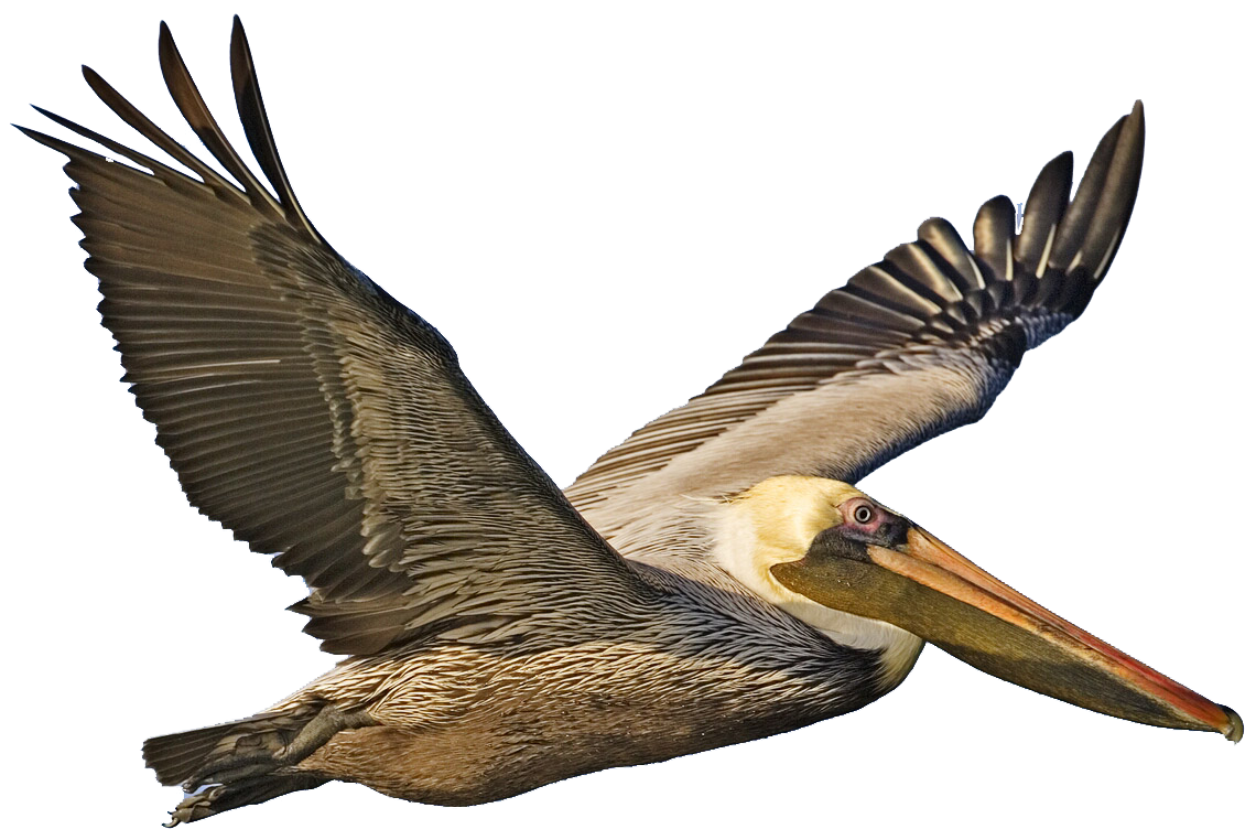 Pelican Png Image Transparent PNG Image