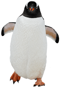 Penguin Png Image Transparent PNG Image