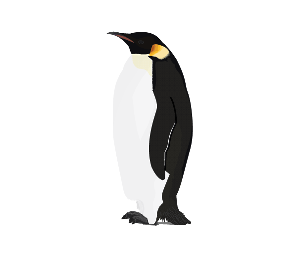 Penguin Png Image Transparent PNG Image