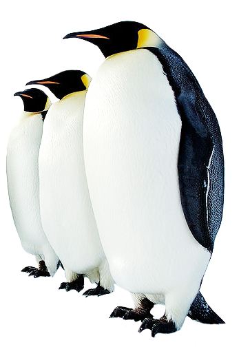 Penguin High-Quality Png Transparent PNG Image