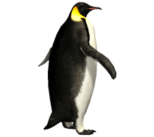 Imperator Penguin Png Image Transparent PNG Image