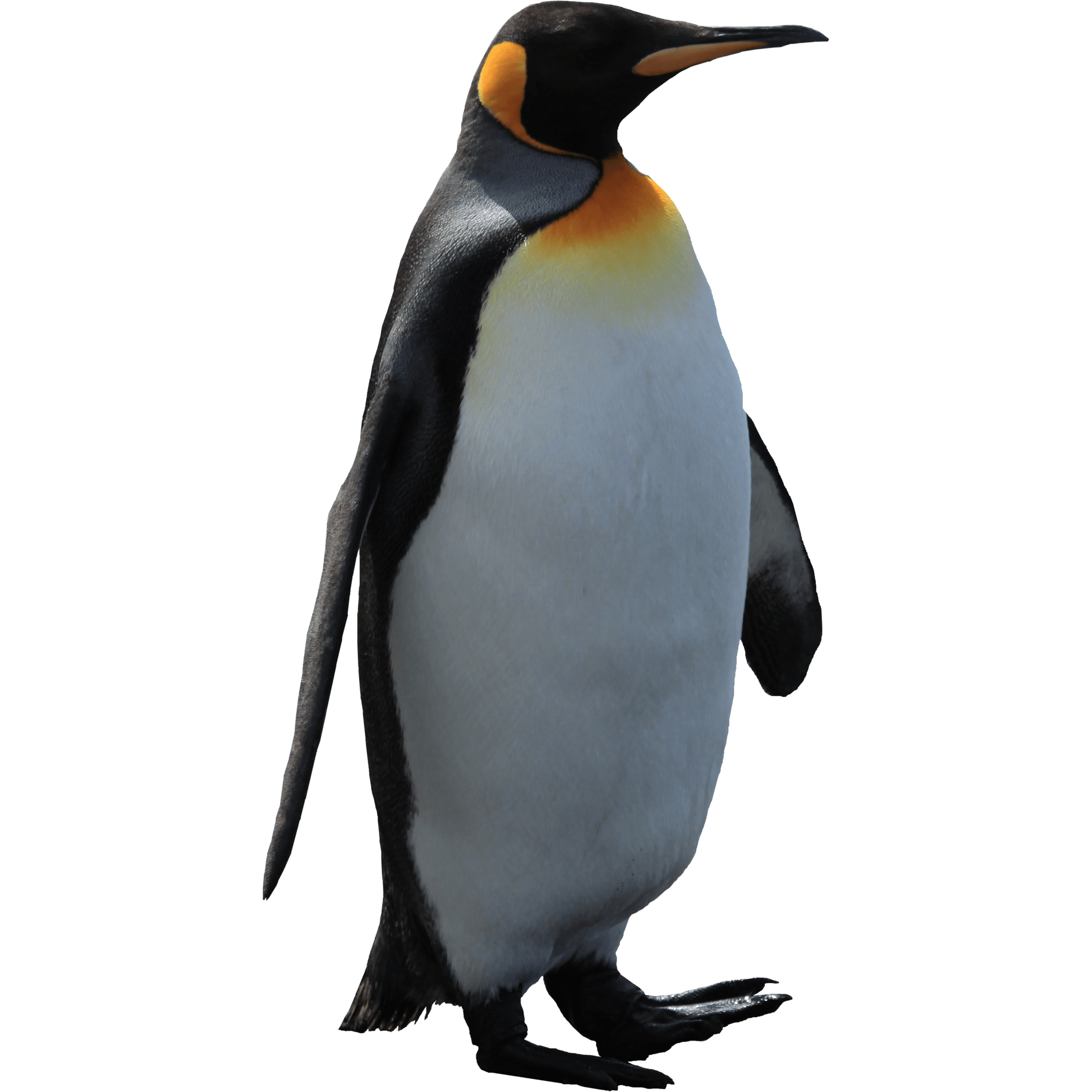 Imperator Penguin Png Image Transparent PNG Image