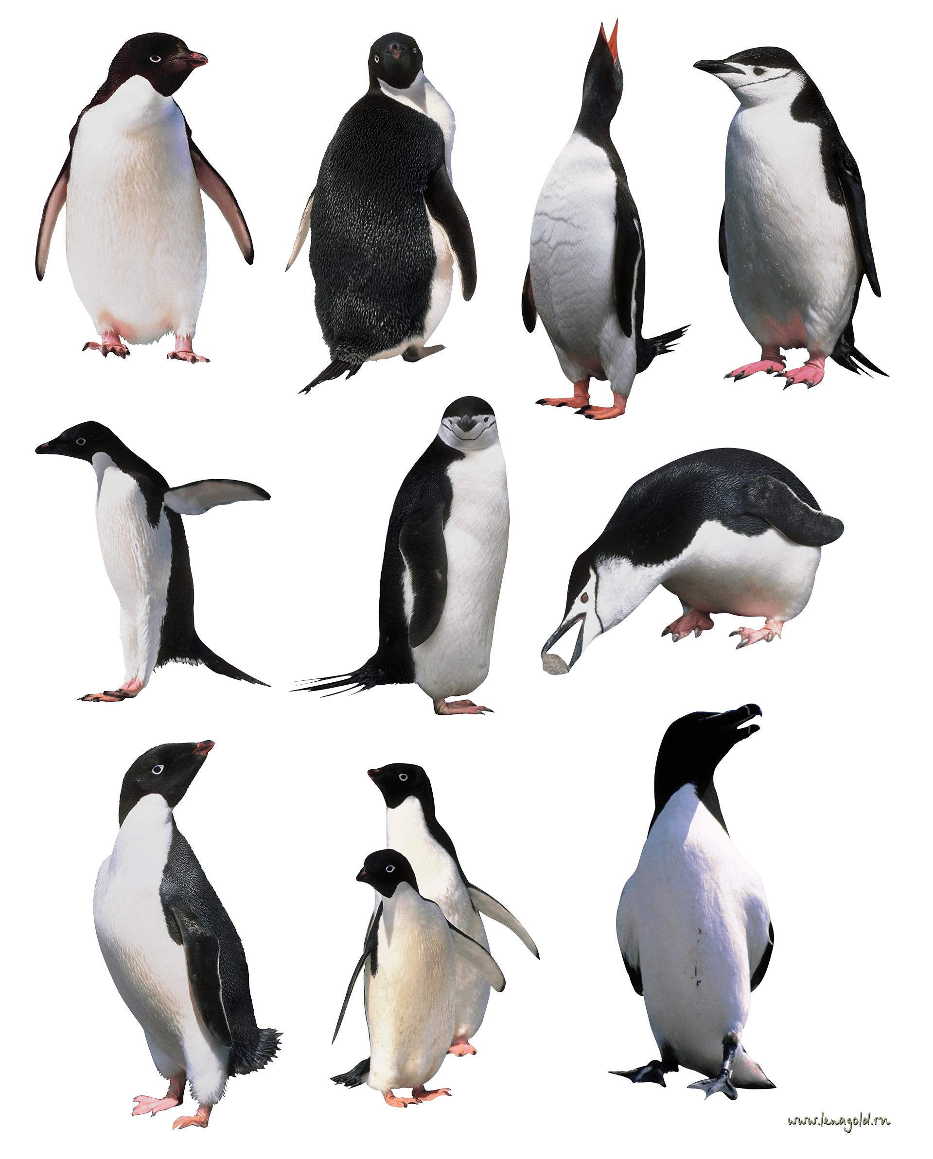 Penguins Png Image Transparent PNG Image