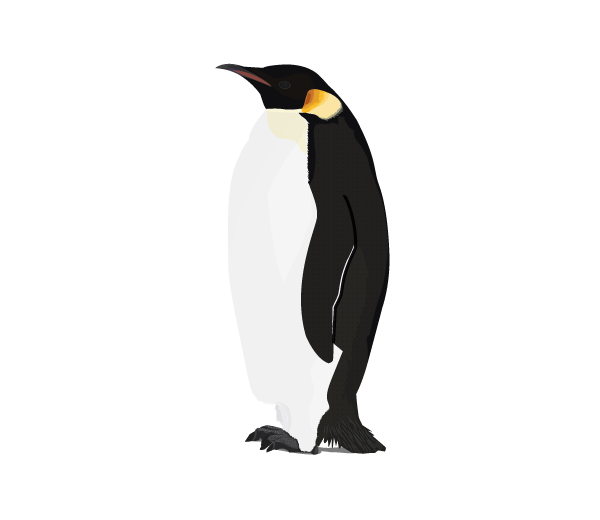 Penguin Png Picture Transparent PNG Image