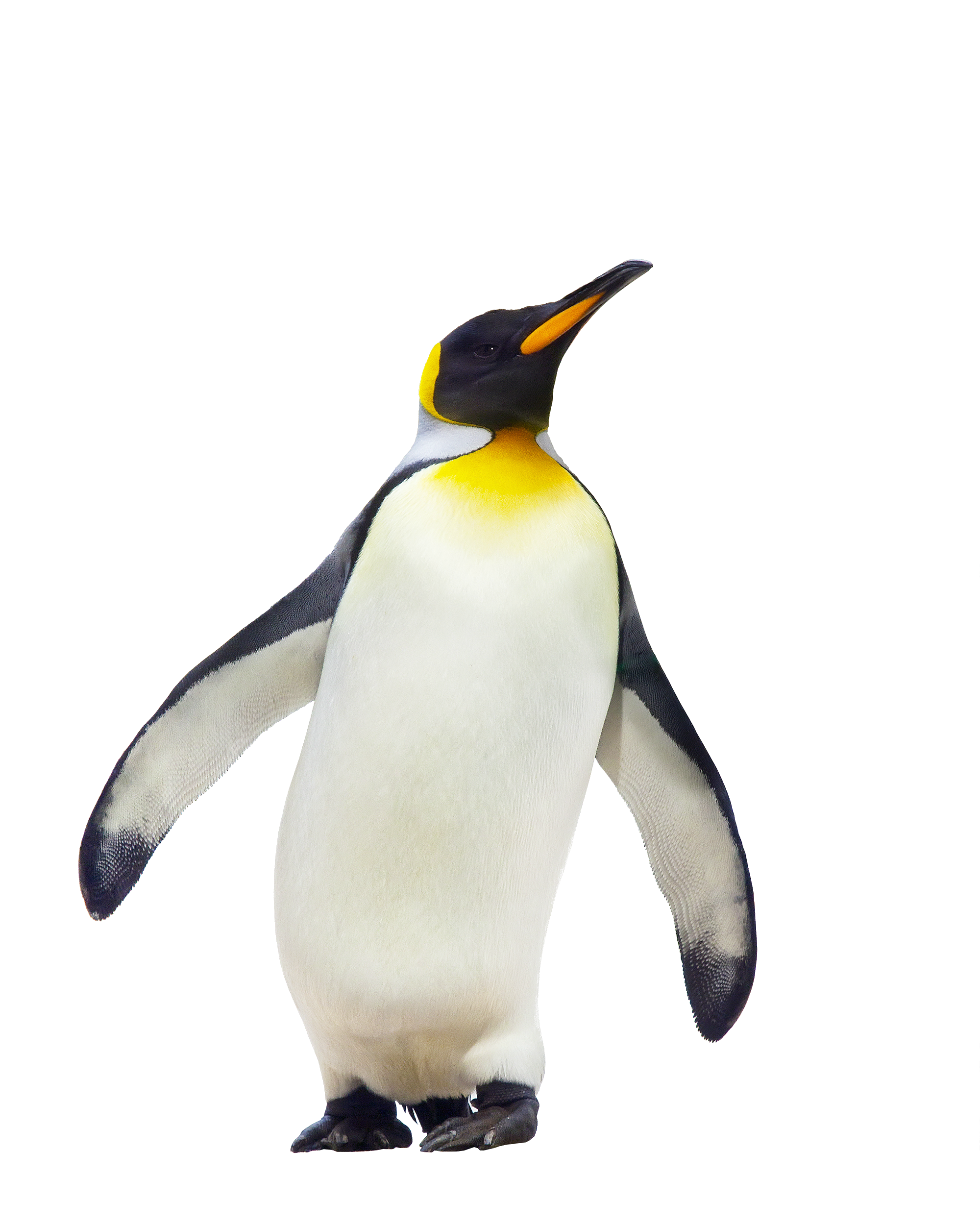 Penguin Free Download Png Transparent PNG Image