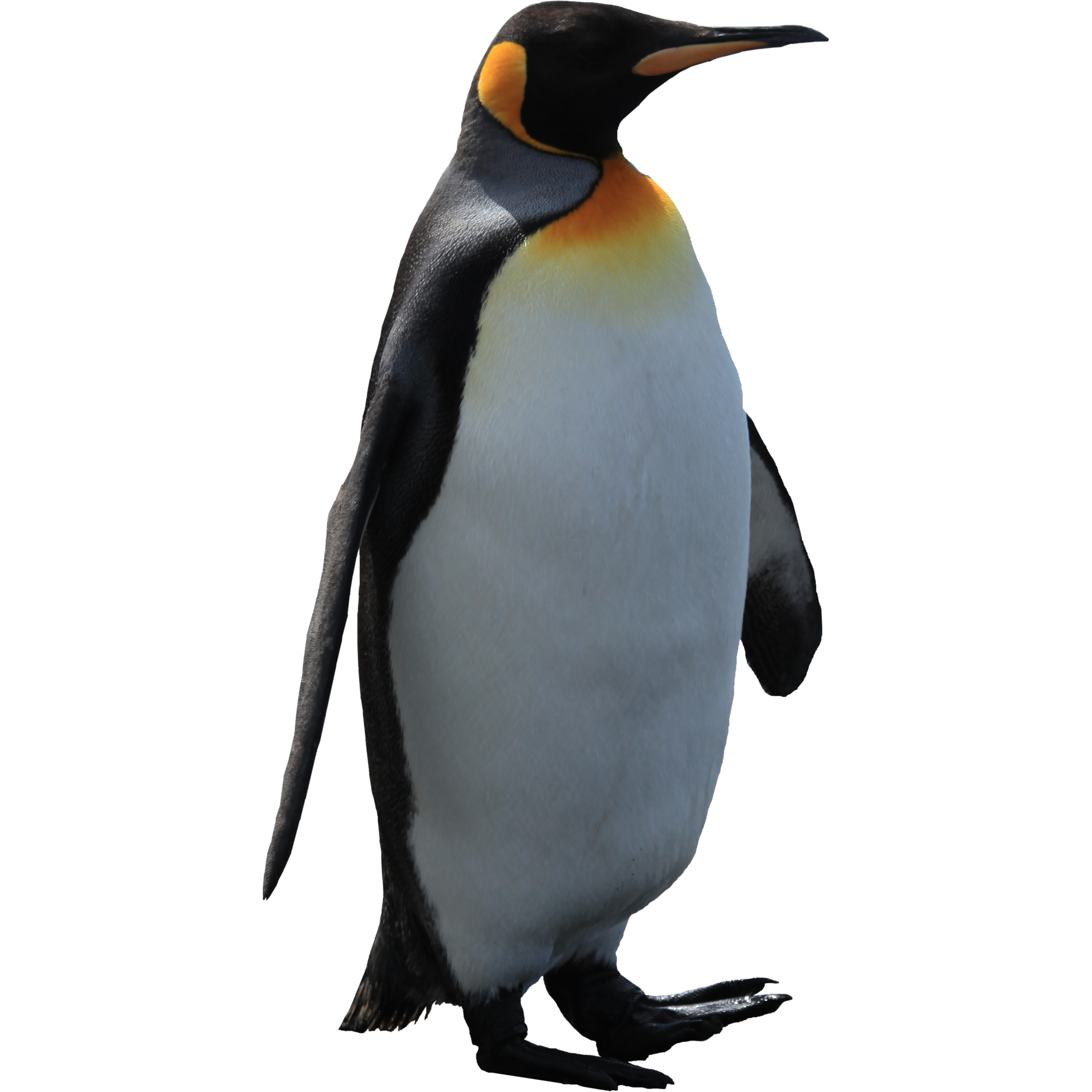 Penguin Png Pic Transparent PNG Image