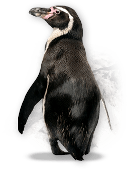 Penguin Png Image Transparent PNG Image