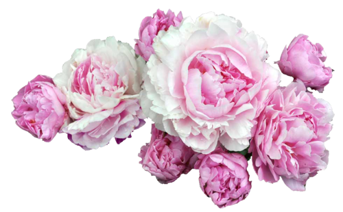 Peonies Transparent Image Transparent PNG Image