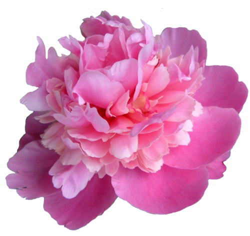 Peonies Transparent Picture Transparent PNG Image