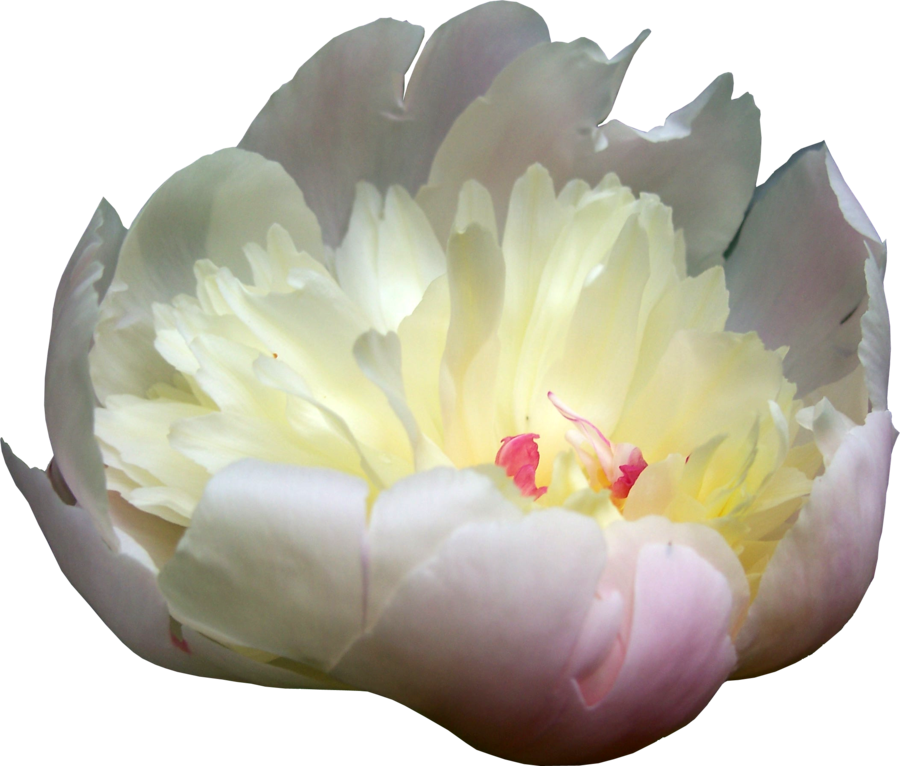 Peonies Picture Transparent PNG Image