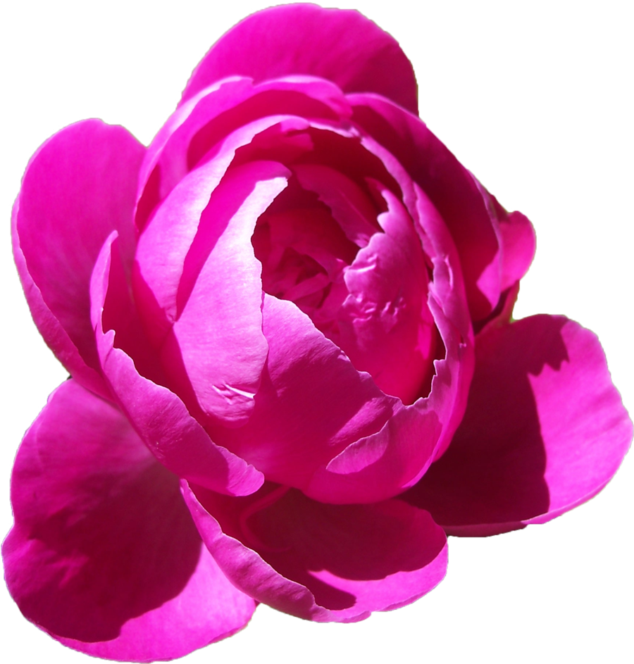 Peonies Free Download Transparent PNG Image