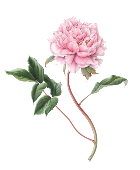 Peony File Transparent PNG Image