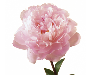 Peony Transparent Background Transparent PNG Image