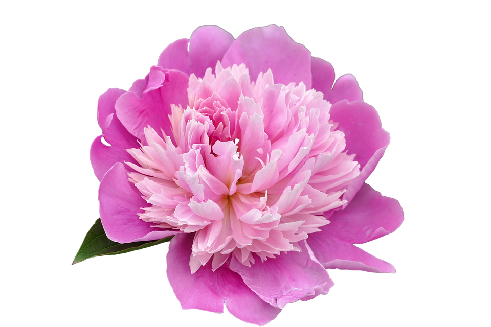 Peony Transparent Picture Transparent PNG Image