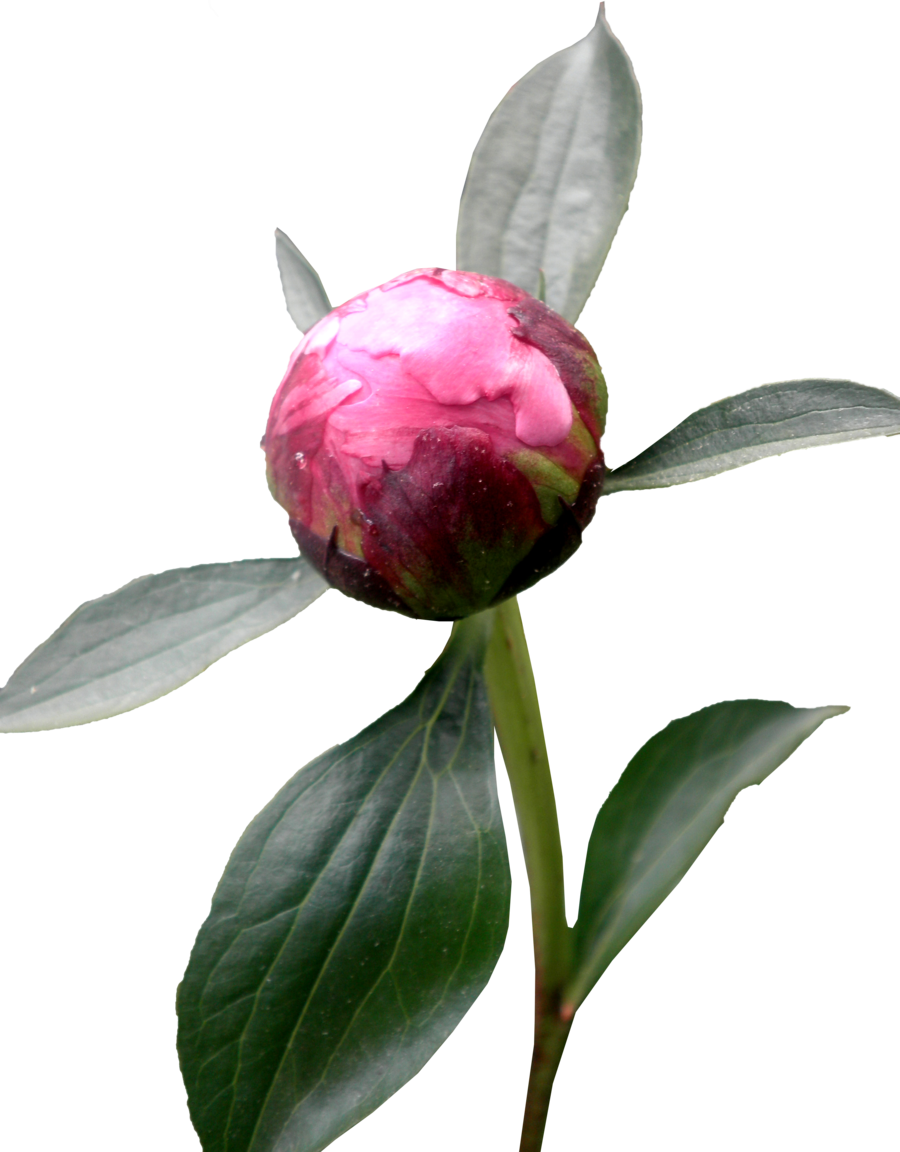 Peony Hd Transparent PNG Image