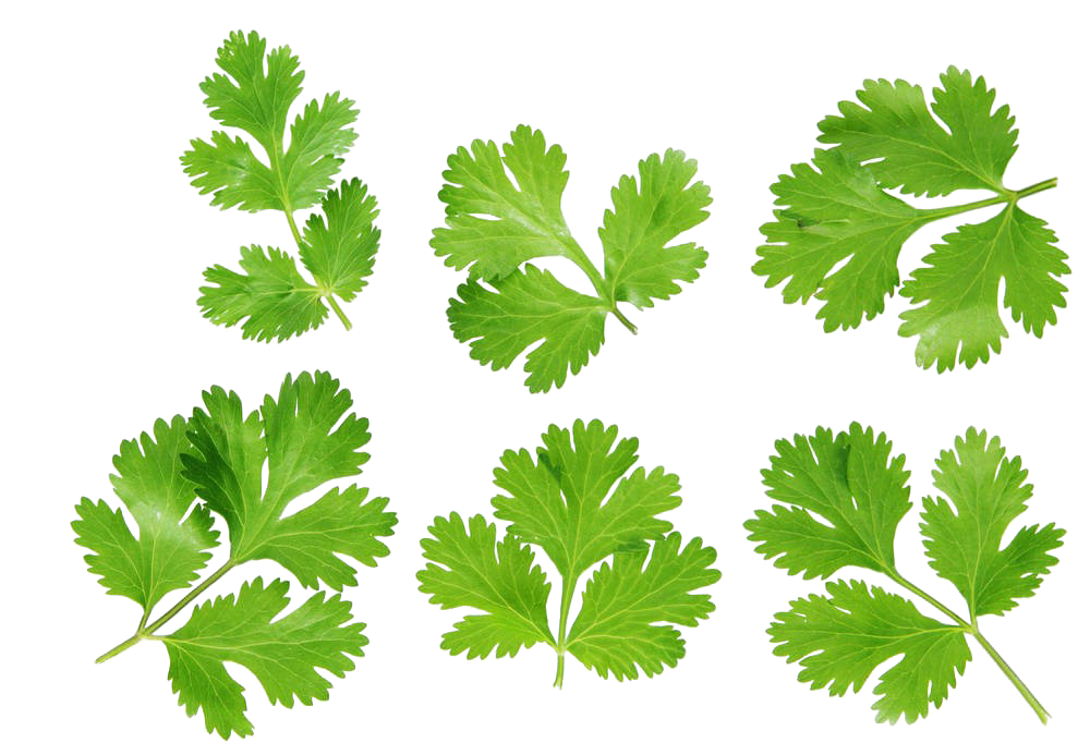 Coriander Photography Royalty-Free Leaves Stock Free Download PNG HD Transparent PNG Image