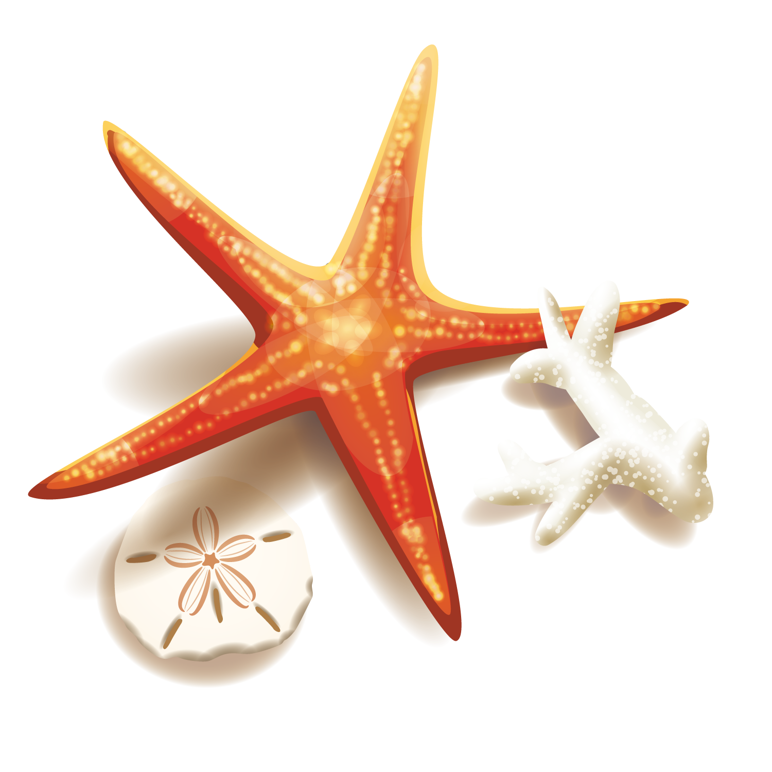 And Coral Starfish Illustration Stock Free Clipart HD Transparent PNG Image