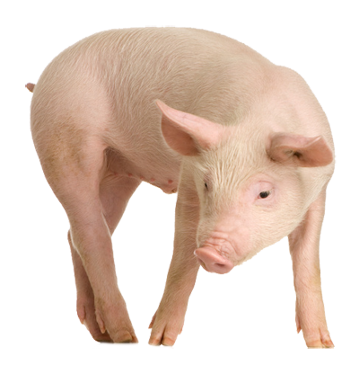 Pig Picture Transparent PNG Image