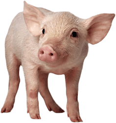 Pig Png Image Transparent PNG Image