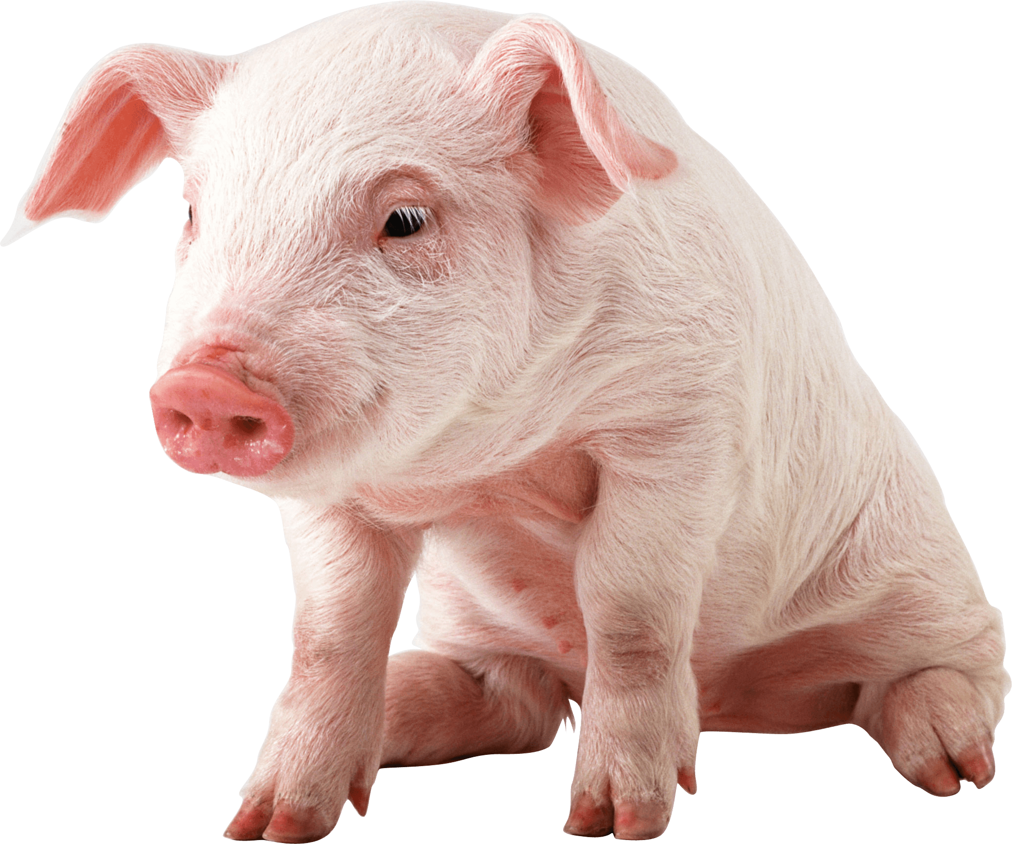 Pig Png Image Transparent PNG Image