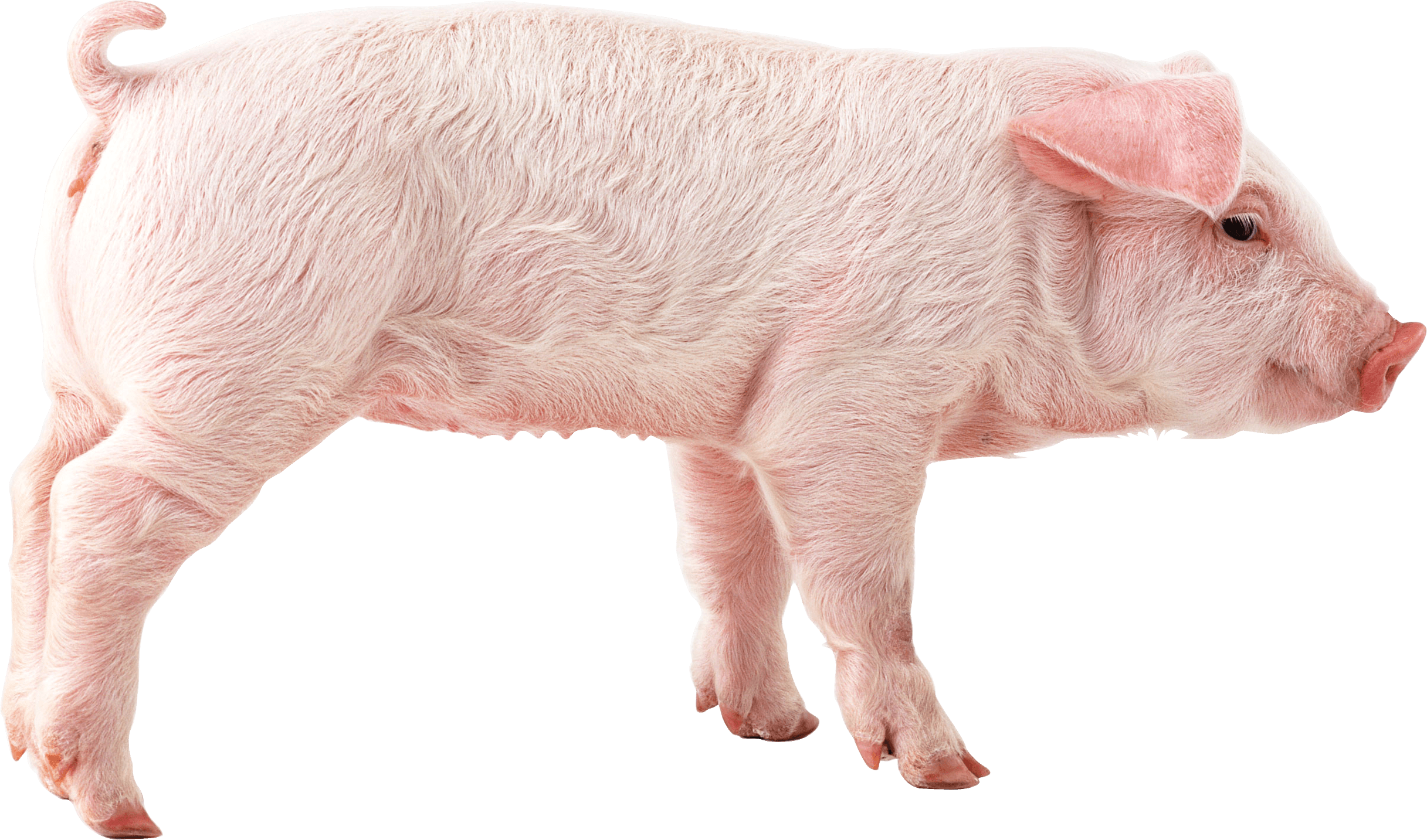 Pig Png Image Transparent PNG Image