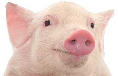 Pig Png Image Transparent PNG Image