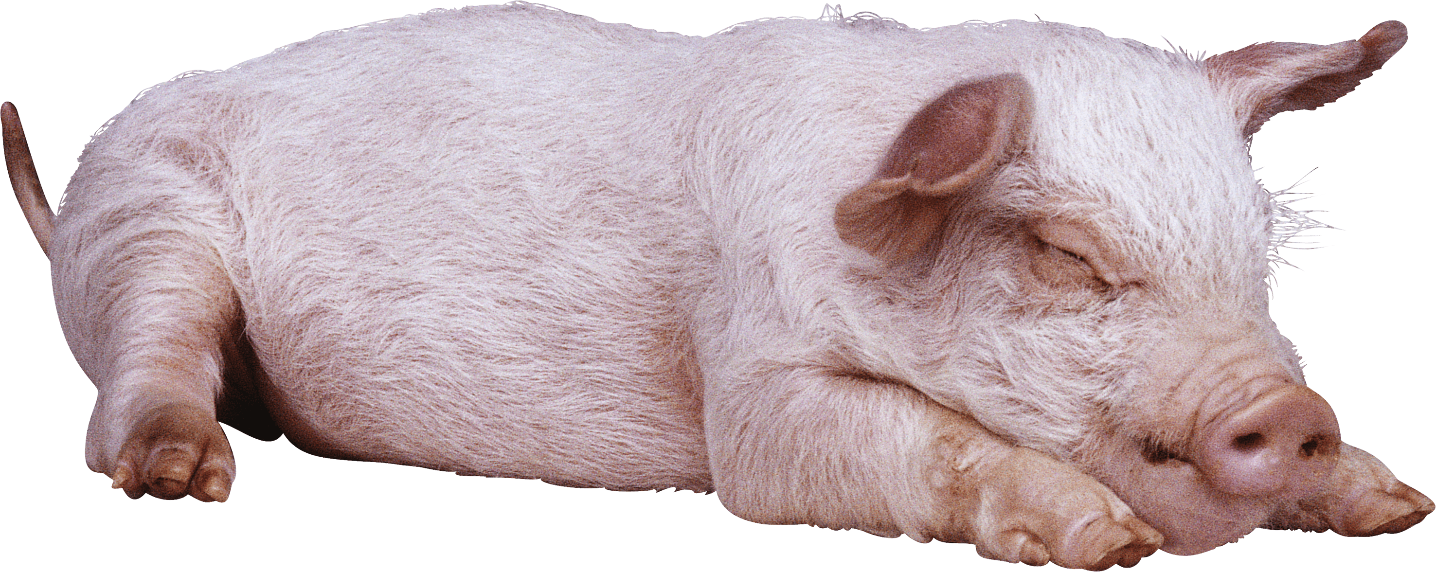 Sleeping Pig Png Image Transparent PNG Image