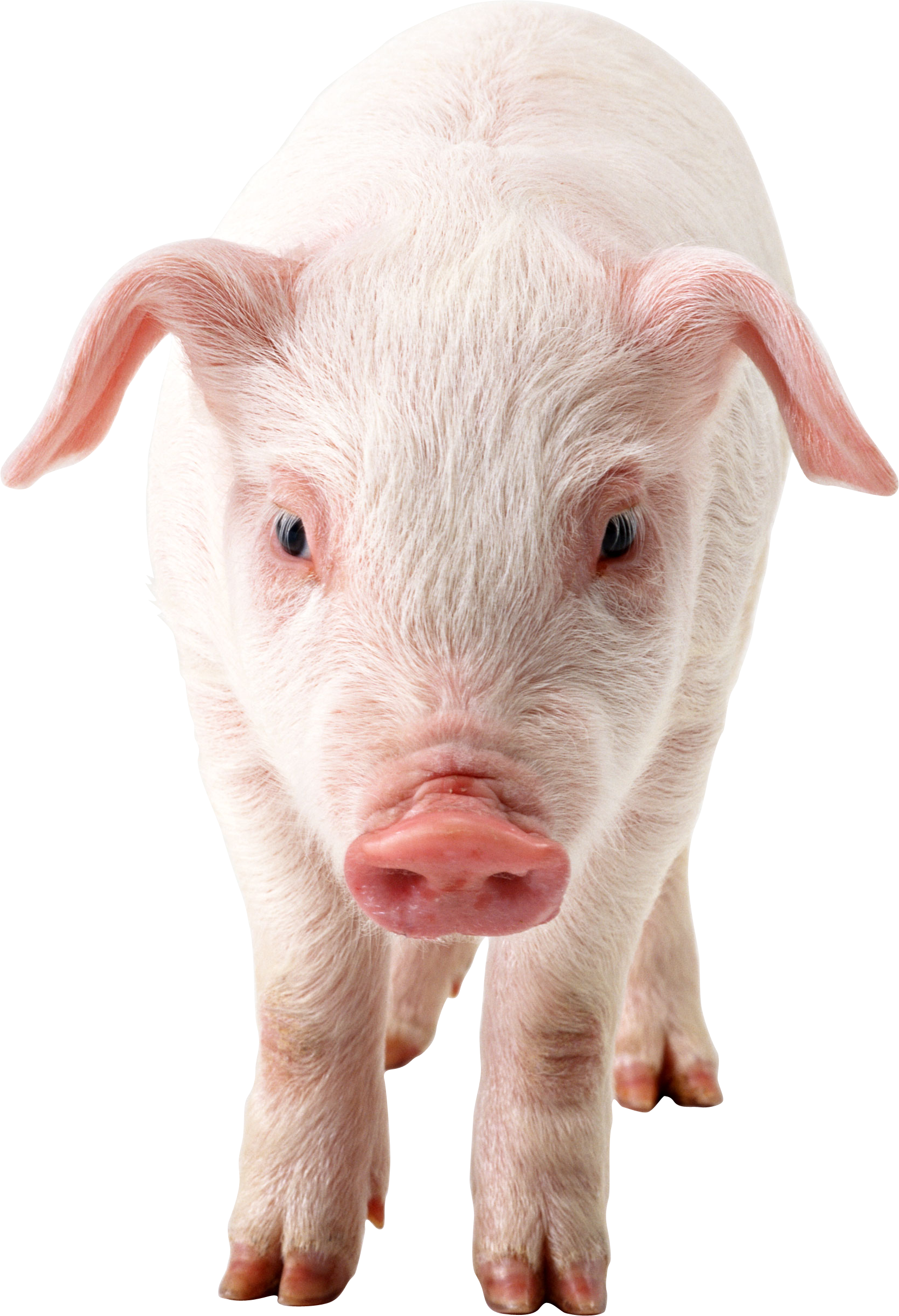 Pig Png Clipart Transparent PNG Image