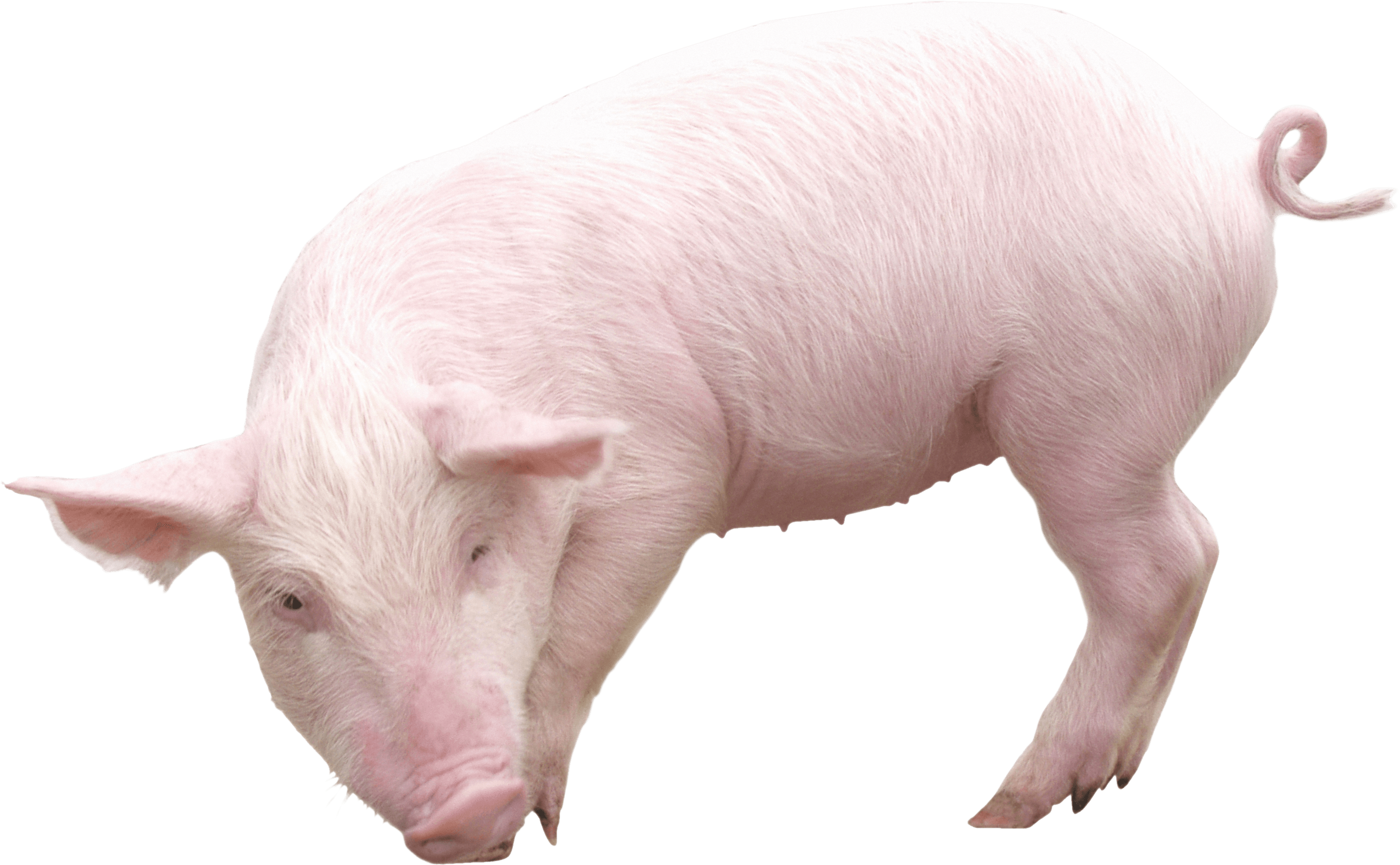 Pig Png Image Transparent PNG Image