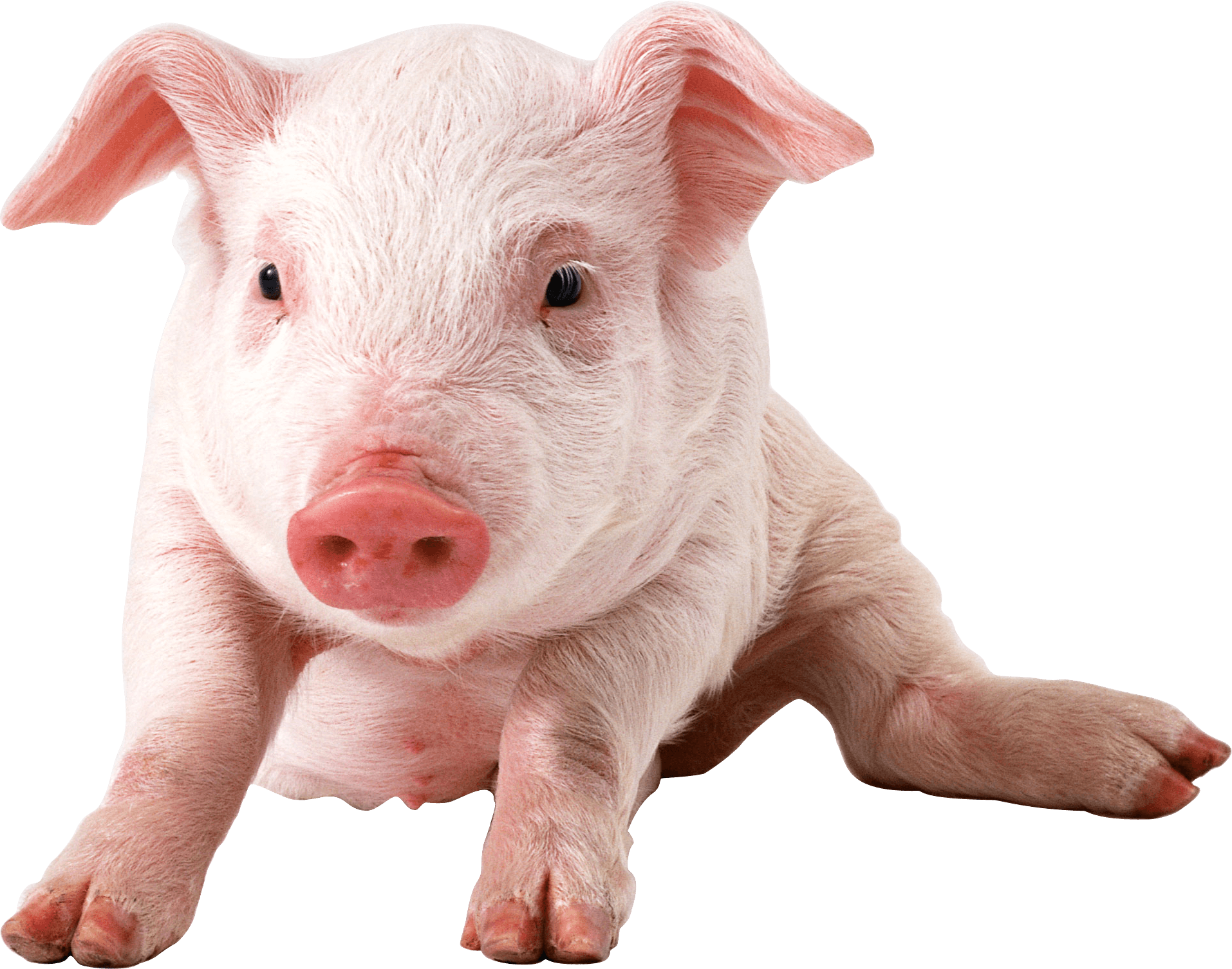 Pig Png Image Transparent PNG Image