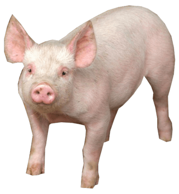 Pig Png Image Transparent PNG Image