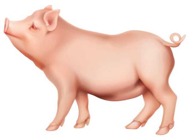 Pig Transparent PNG Image