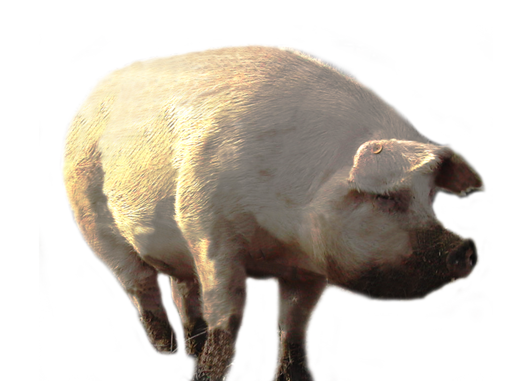 Dirty Pig Transparent PNG Image